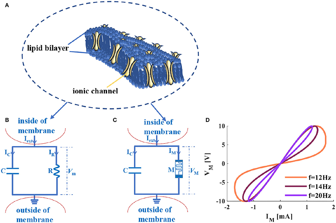 Circuits for social learning: A unified model and application to