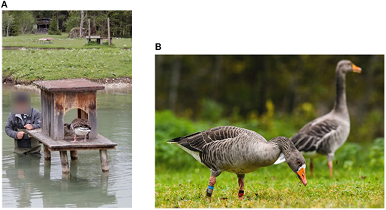 Figure 1 - (A) Regular monitoring of our graylag goose clutches includes checking the number of eggs at the beginning of the breeding season (Source: Bayerisches Fernseher, Credit: Camera A. Petrovan).