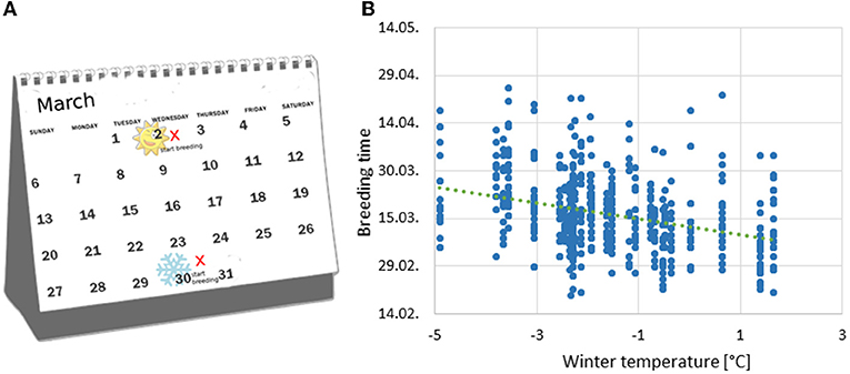 Figure 2 - The winter temperature had a clear influence on the timing of the first eggs laid: (A) the colder it was, the later the birds started laying, as indicated by the calendar on the left.