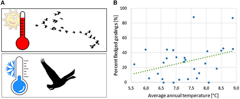 Figure 3 - Here you can see that the average annual temperature influenced positively the percentage of fledged goslings.