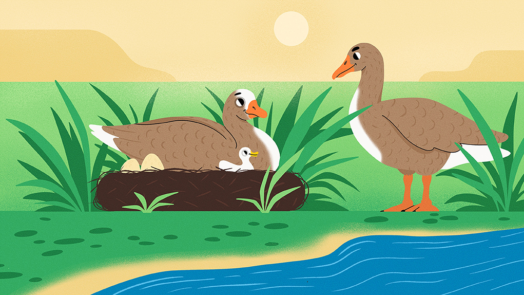Greylag goose, Game know-how