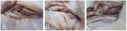 www.frontiersin.org