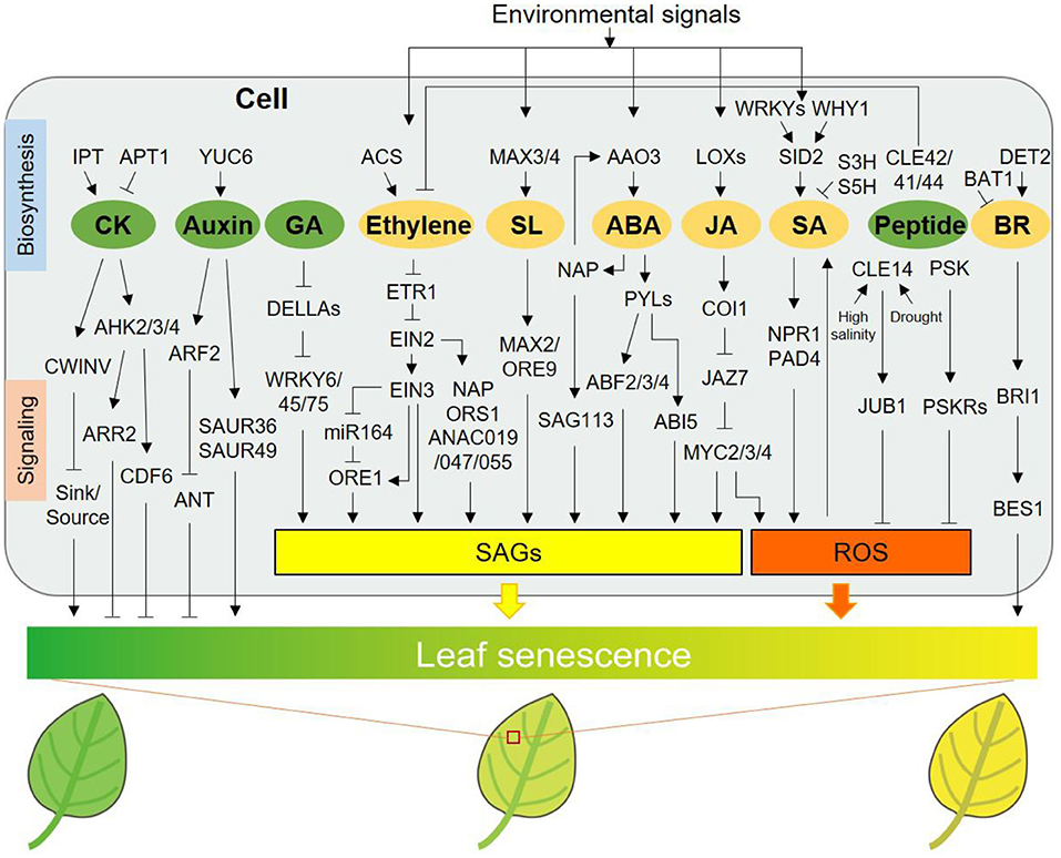 Frontiers | New Advances in the Regulation of Leaf Senescence by ...