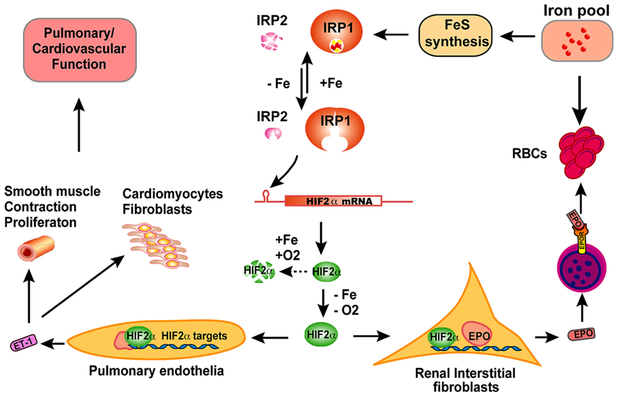 Frontiers | The physiological functions of iron regulatory ...