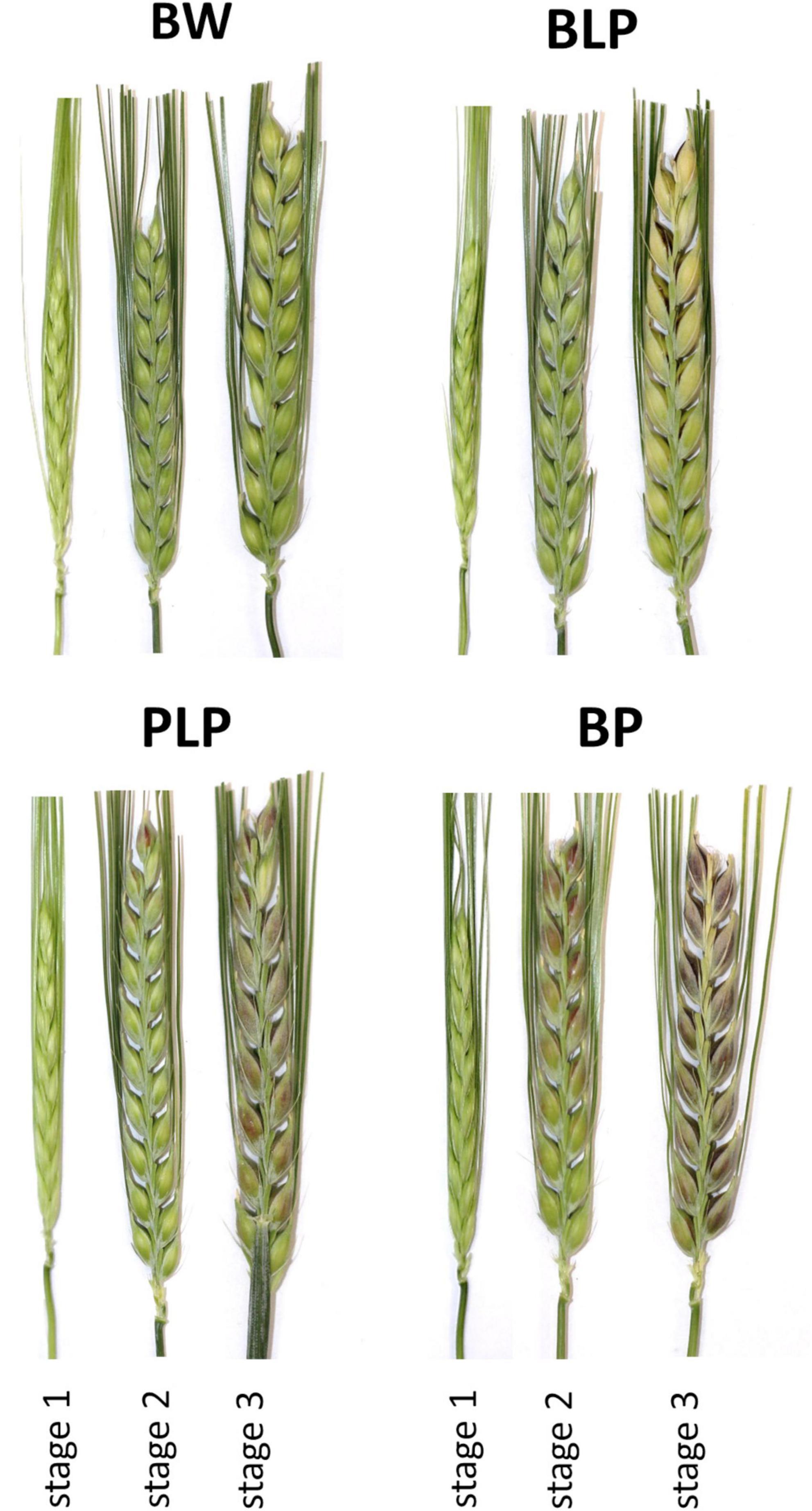 barley vs wheat plant