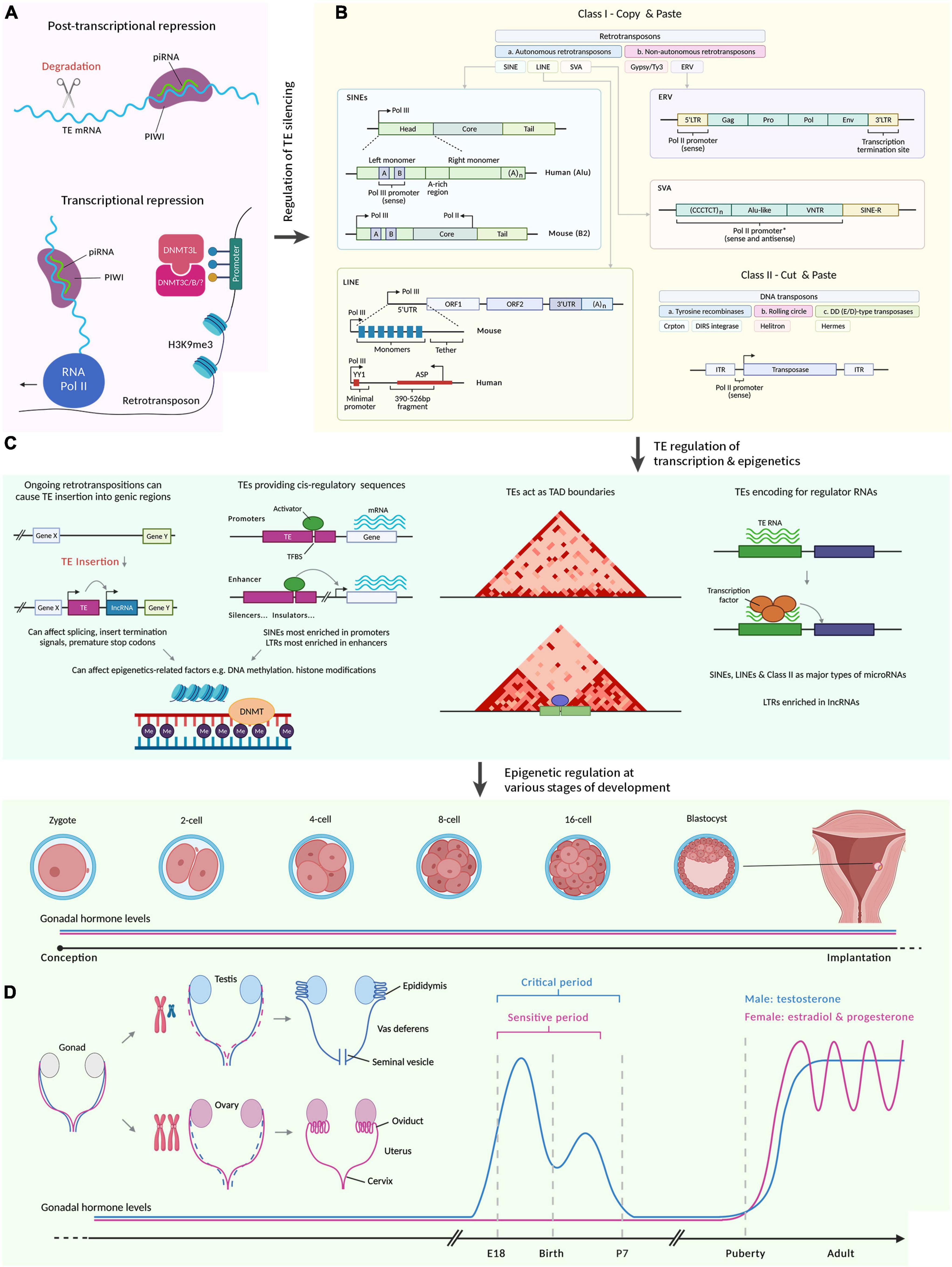 Frontiers The Role of Transposable Elements in Sexual Development