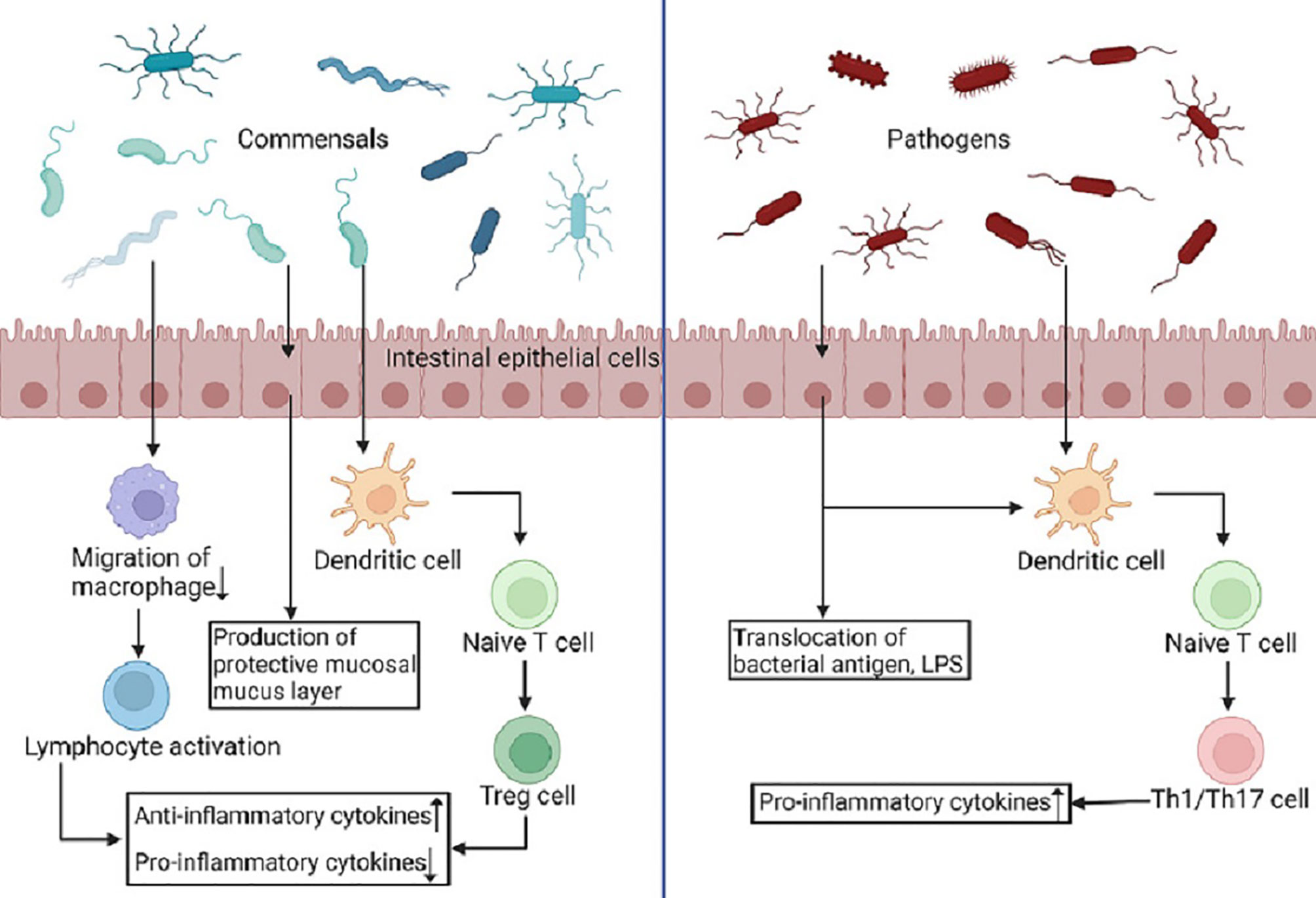 Frontiers The Complex Link And Disease Between The Gut Microbiome And