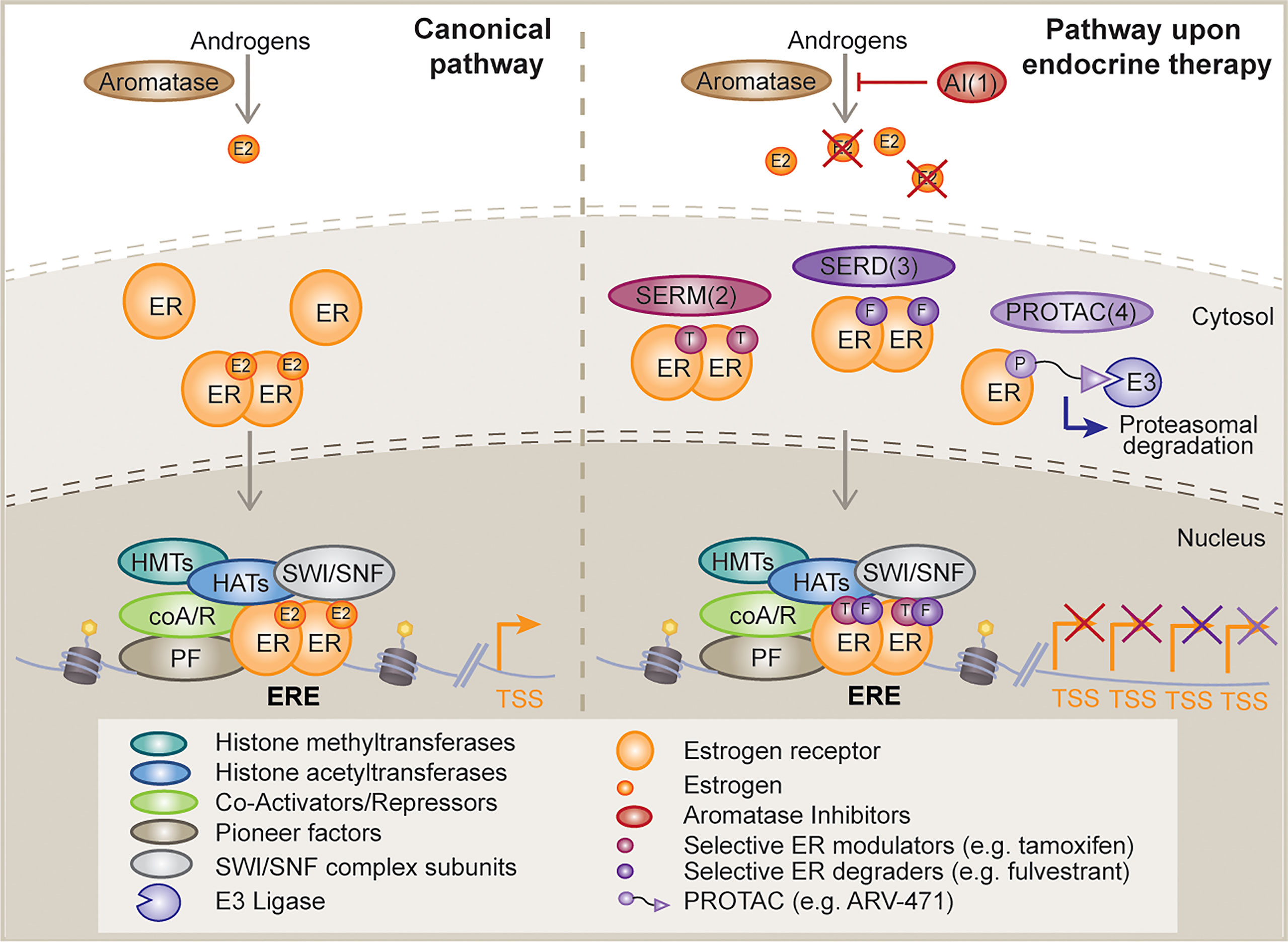  Épigénétique et cancers hormonodépendants : acétylation et  signalisation estrogénique dans les cancers du sein