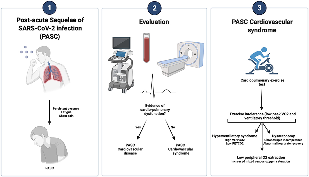 Behind the Scenes of Long COVID: Understanding the Causes of Exercise Intolerance - Effects of Long COVID on cardiovascular health