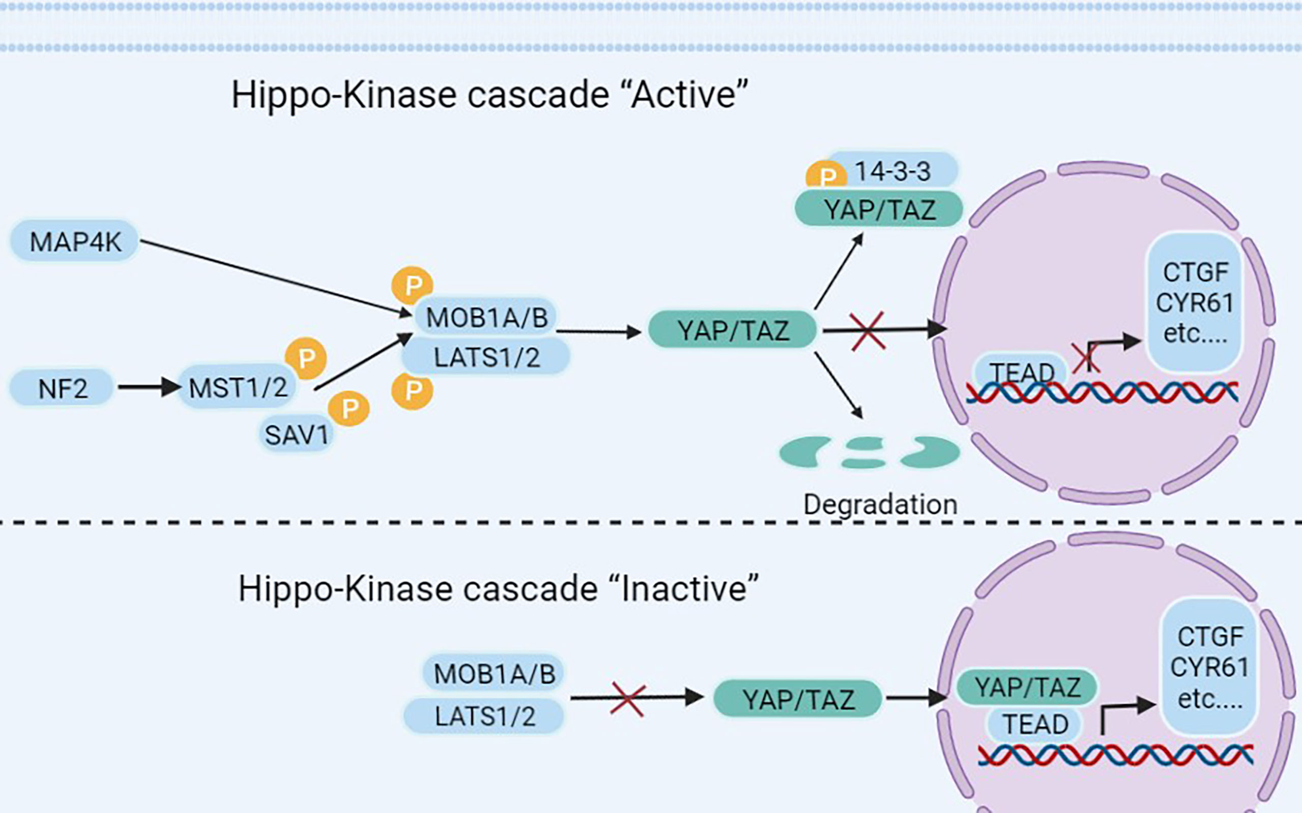 Frontiers | clinical potential of the hippo-yap pathway in bladder cancer
