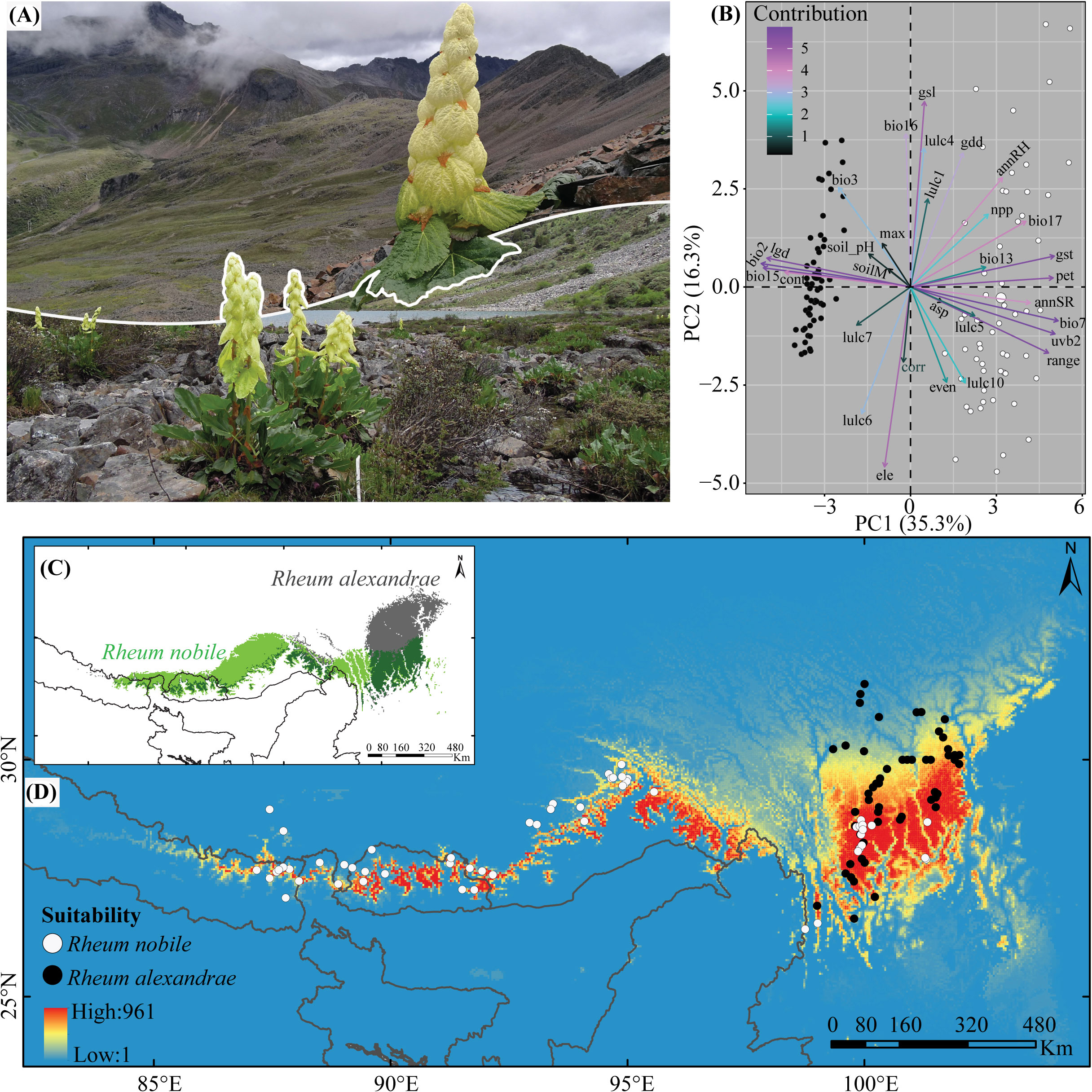 Frontiers  Alpine Treeline Dynamics and the Special Exposure Effect in the  Hengduan Mountains