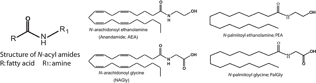 Anandamida (ANA) ou N-araquidonoyletanolamina (AEA) é um neurotransmis