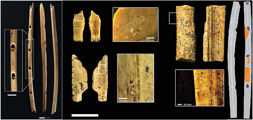 Güneybatı Almanya'daki Swabian Jura mağaralarında bulunan 40 bin yıllık flütler