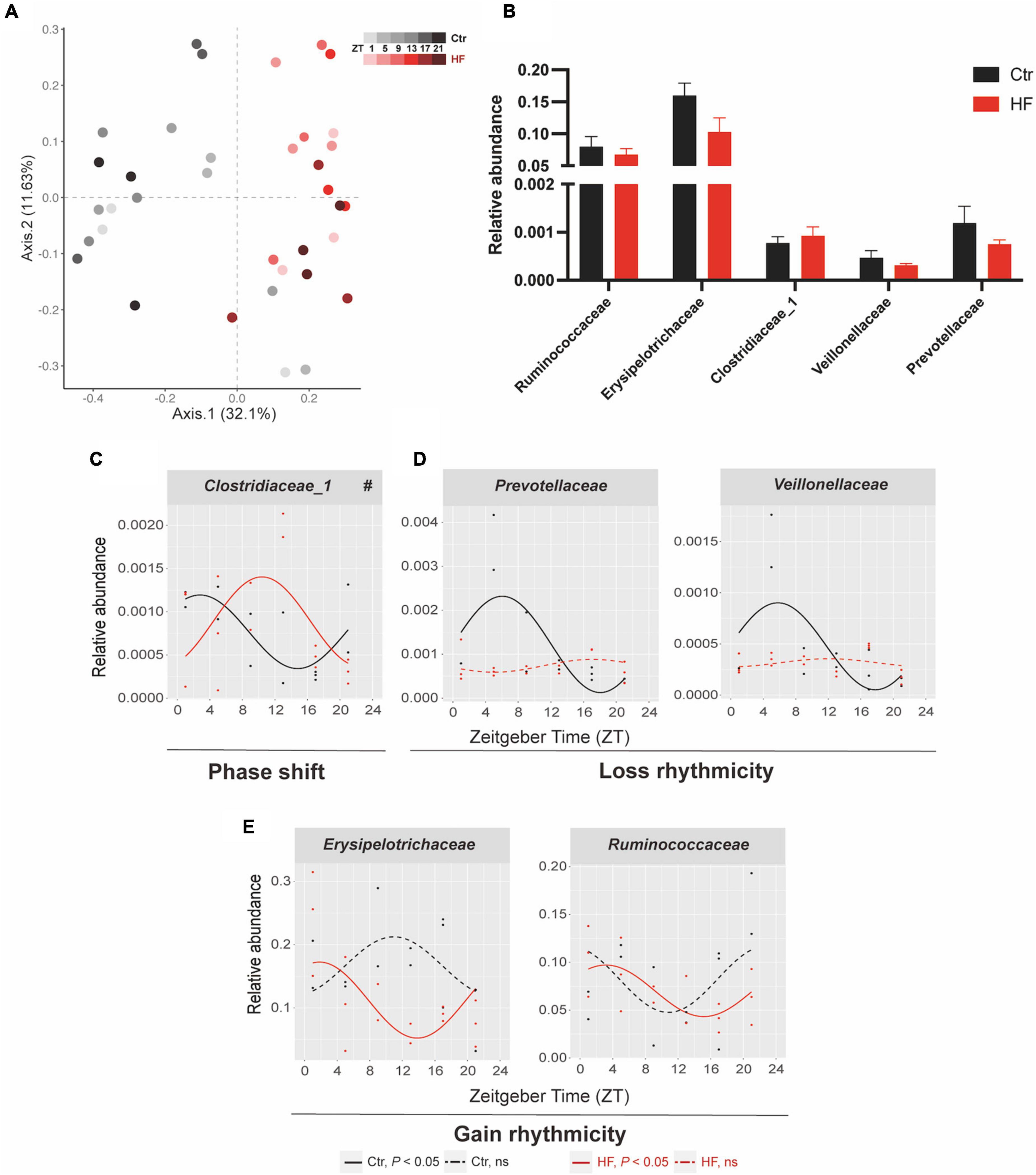 Frontiers | A high-fat diet disrupts the hepatic and adipose circadian ...