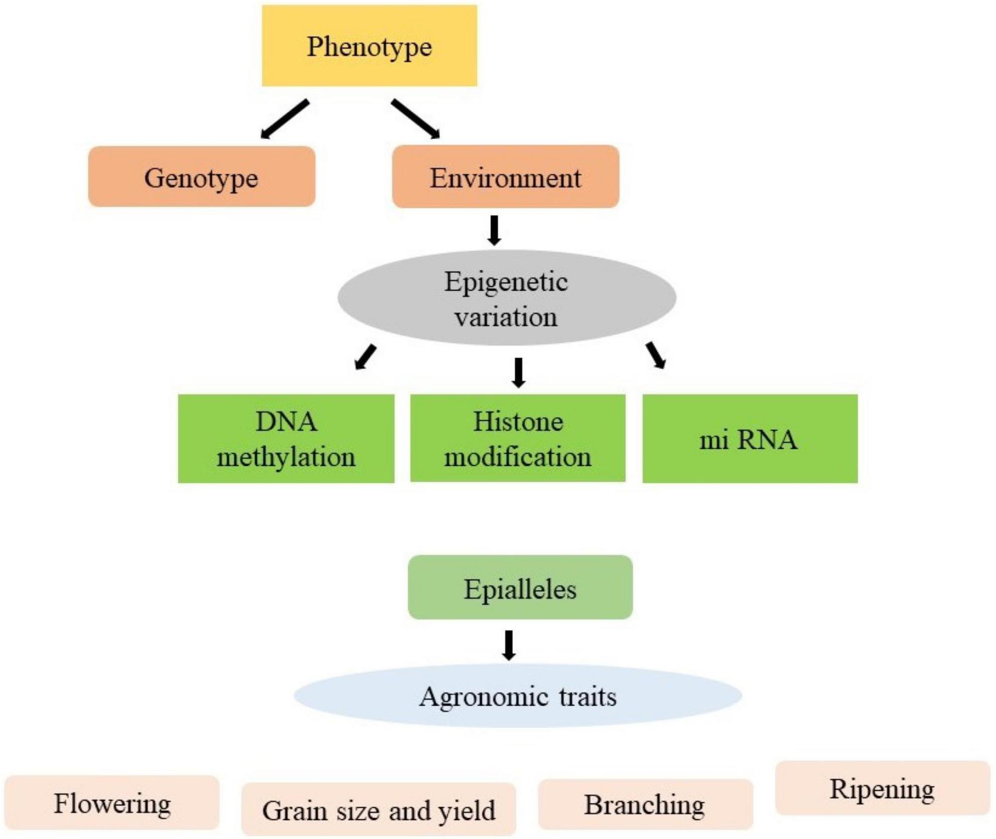 The Epigenetics Behind Unique Human Faces