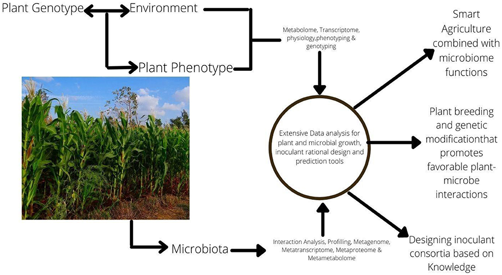 Frontiers | Rhizospheric microorganisms: The gateway to a sustainable plant  health