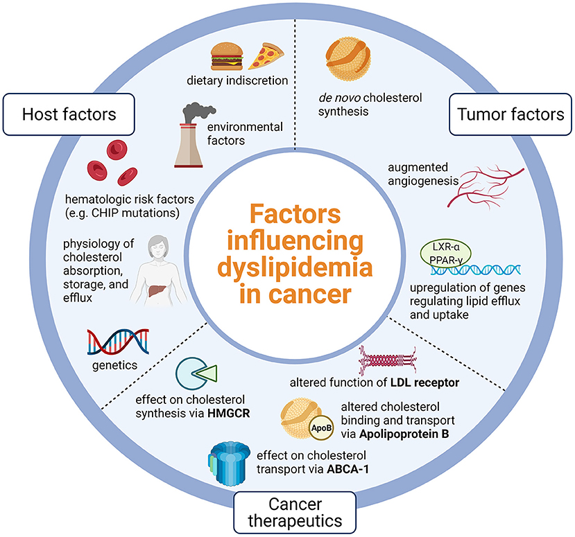 Frontiers  Cancer therapy's impact on lipid metabolism: Mechanisms and  future avenues