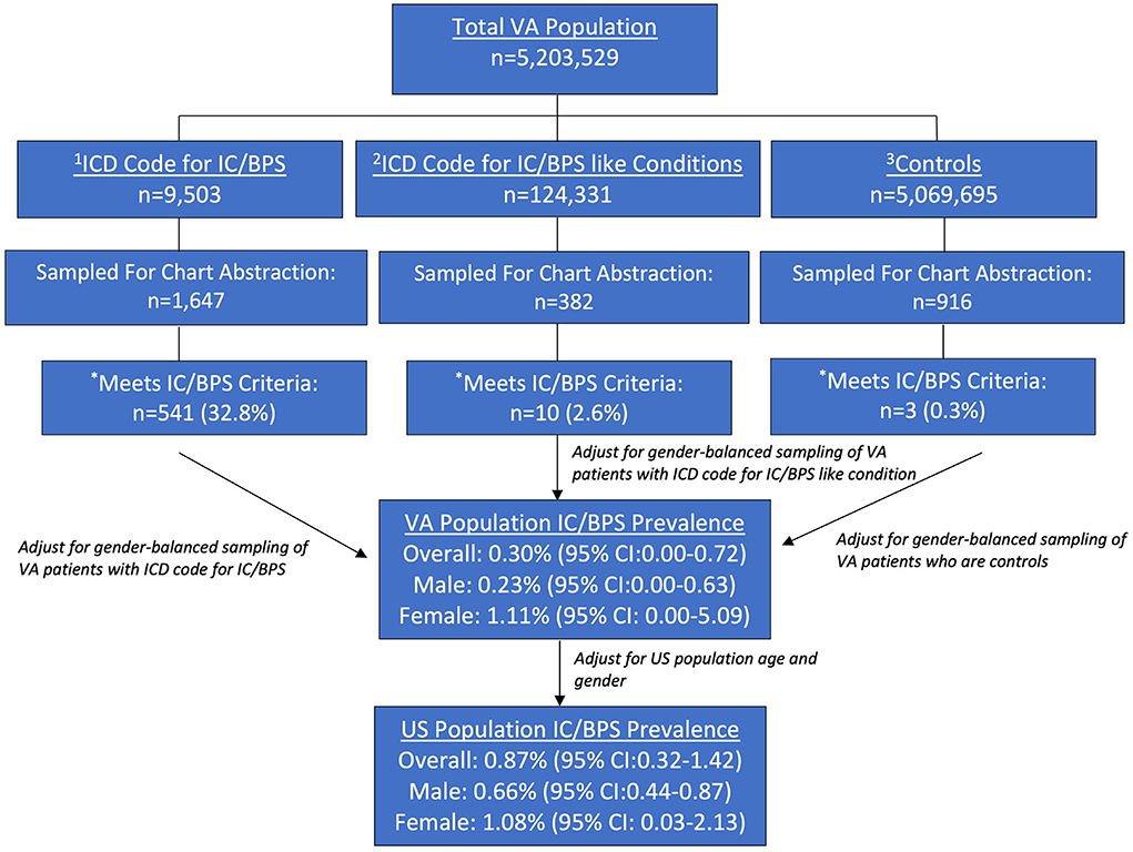 Frontiers National prevalence of IC/BPS in women and men utilizing