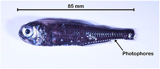 Figure 1 - An image of the lanternfish species Electrona antarctica (the same species as Luna in Box 1).
