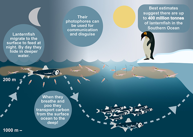 Figure 2 - A diagram showing the diel vertical migration of Antarctic lanternfish, important facts about these species, and their role in transporting carbon to the deep sea.