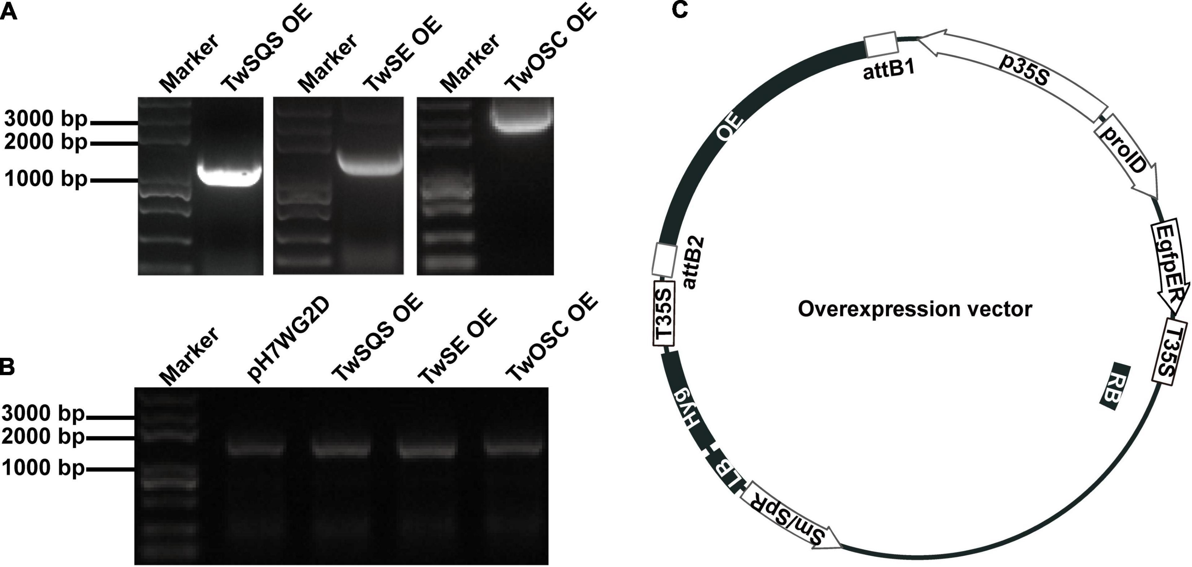 Takke legetøj spiselige Frontiers | Overexpression of TwSQS, TwSE, and TwOSC Regulates Celastrol  Accumulation in Cambial Meristematic Cells and Dedifferentiated Cells