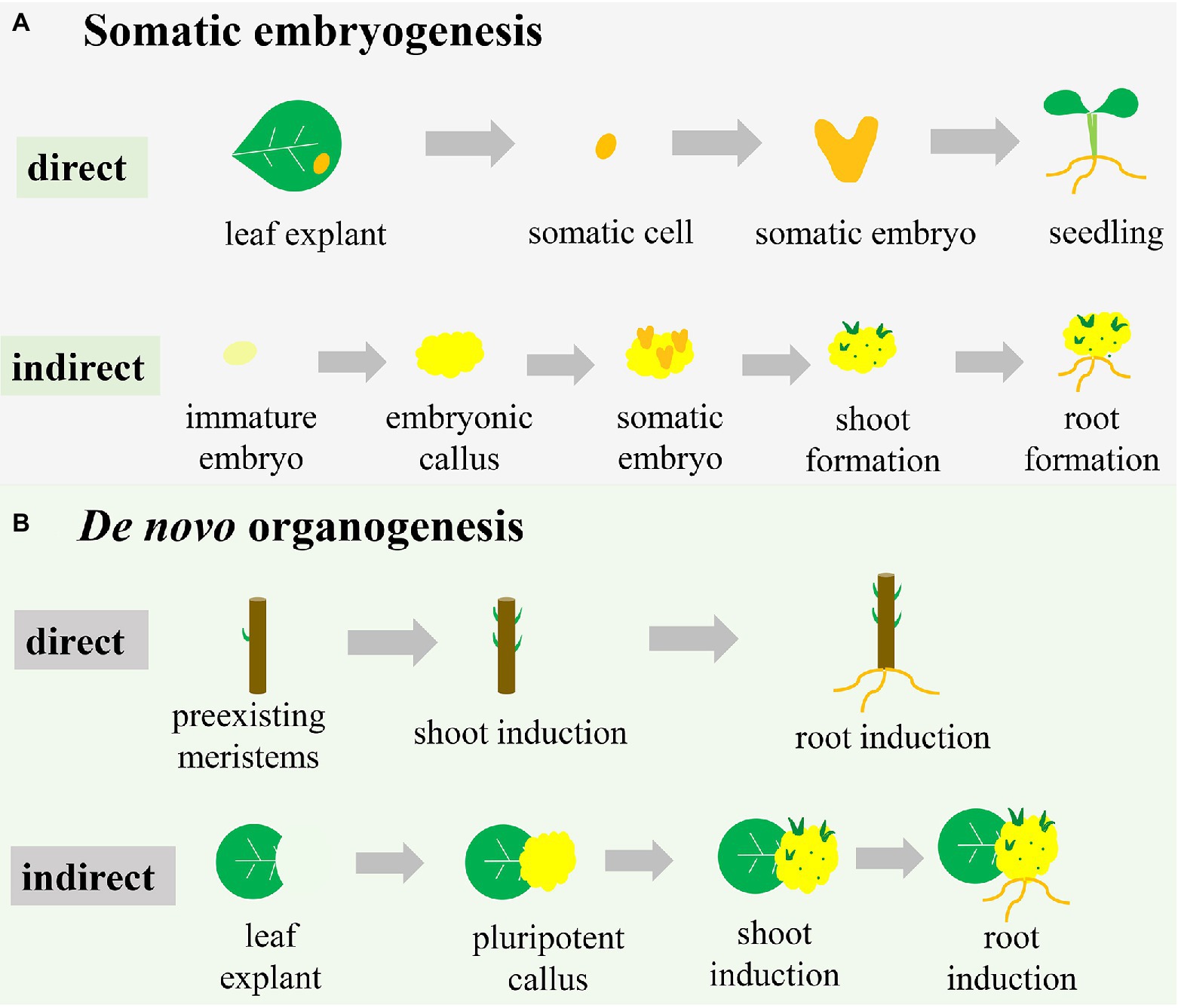 Frontiers | New Insights Into Tissue Culture Plant-Regeneration Mechanisms