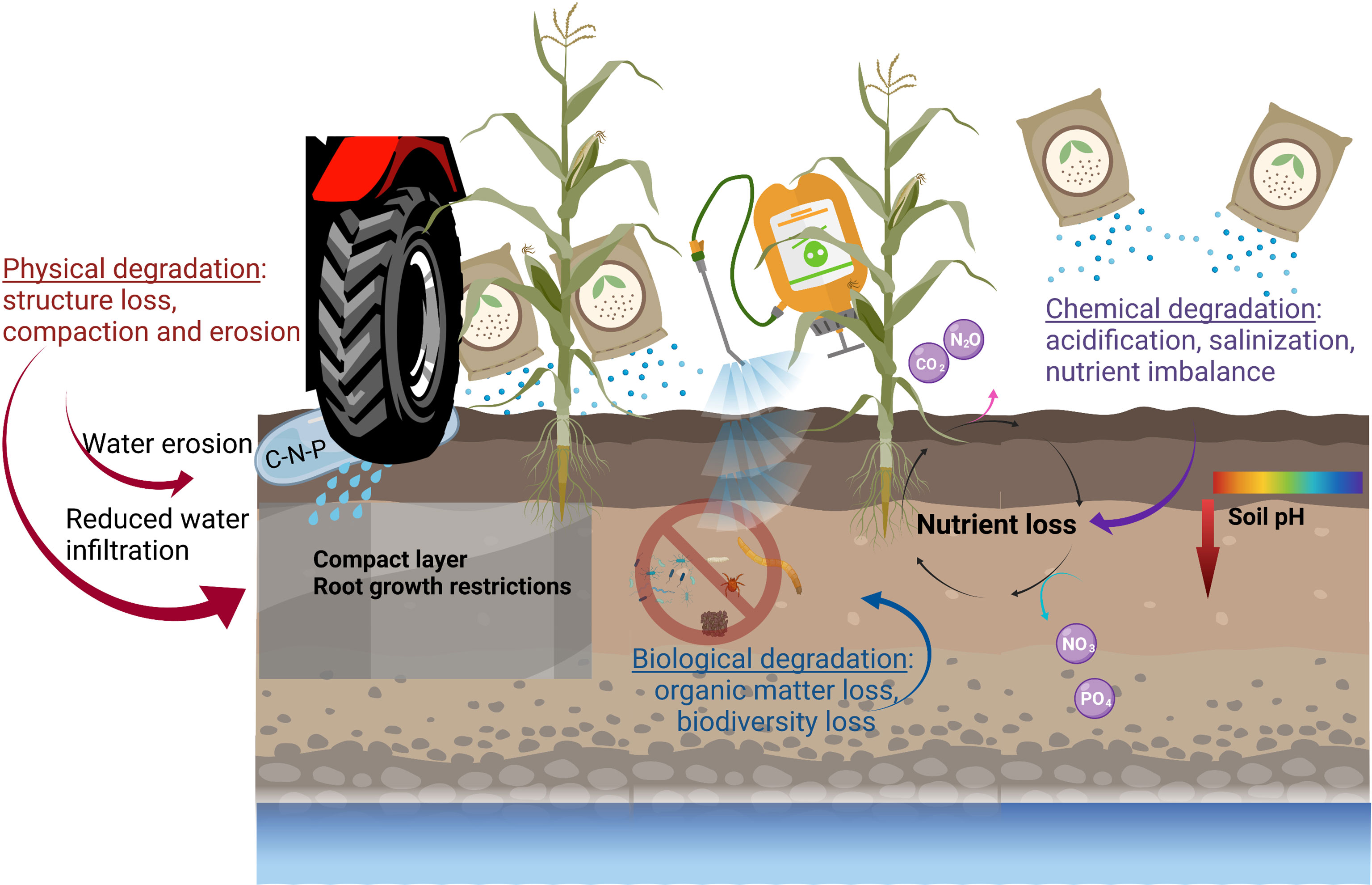 Integrating Biochar, Bacteria, and Plants for Sustainable Remediation of  Soils Contaminated with Organic Pollutants