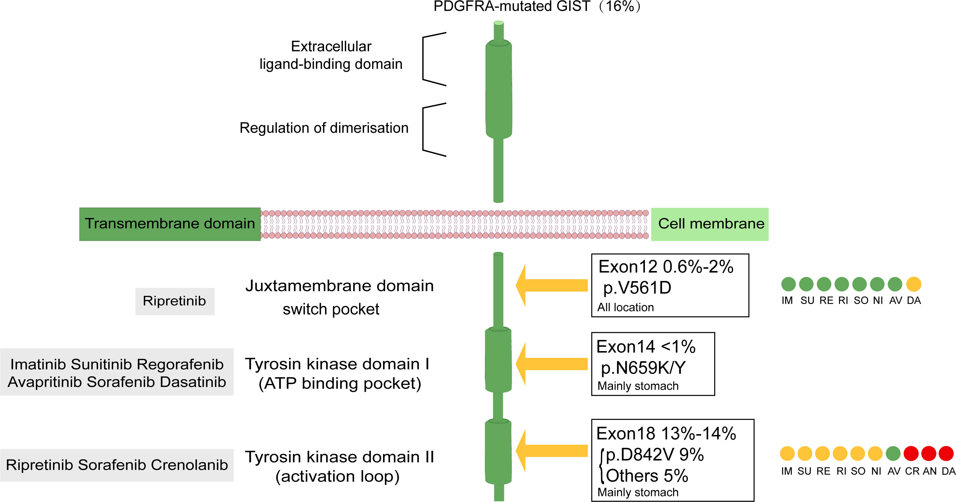 Frontiers  An overview of agents and treatments for PDGFRA