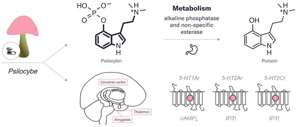 Frontiers | Three Naturally-Occurring Psychedelics and Their ...