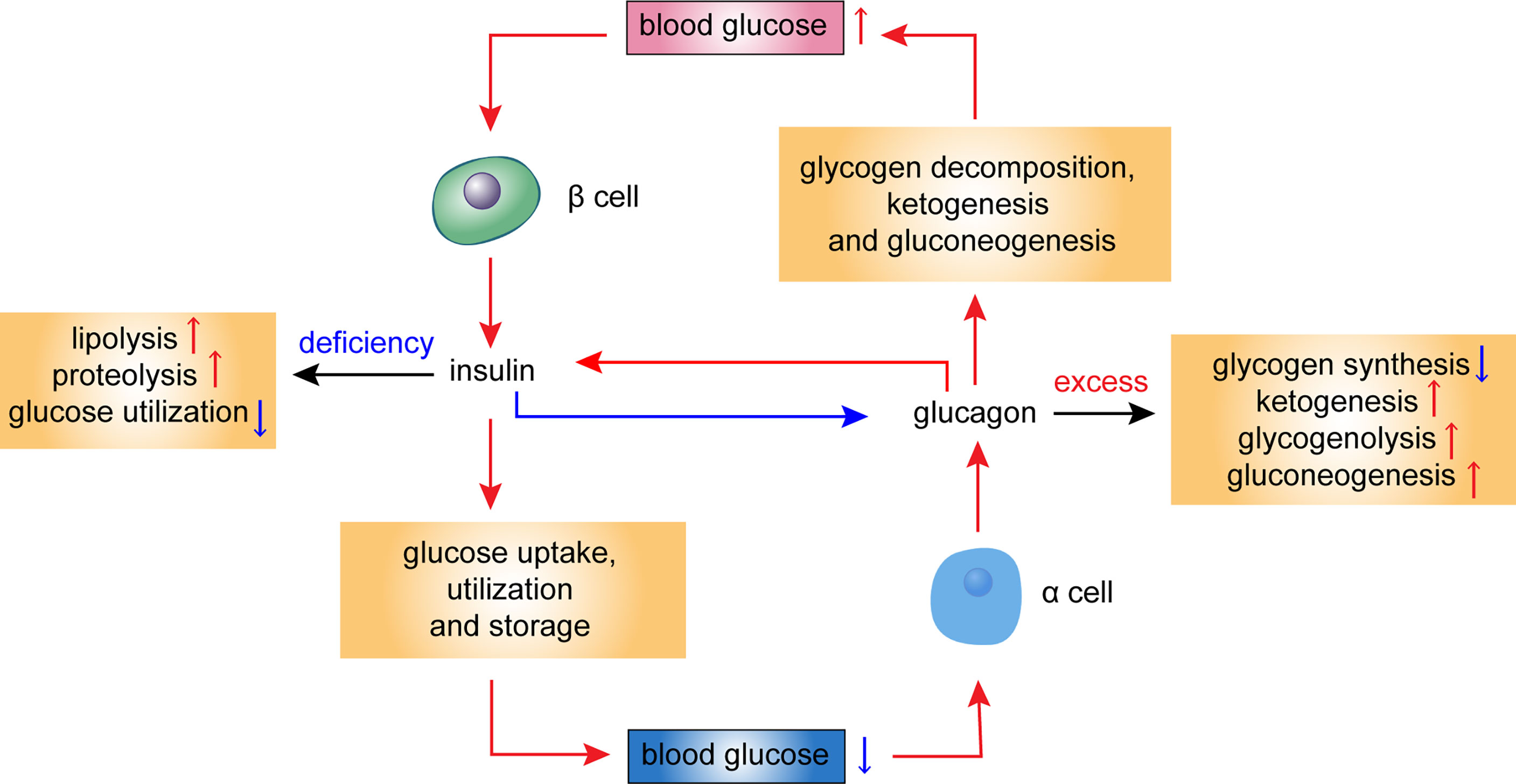 Glucagon receptor