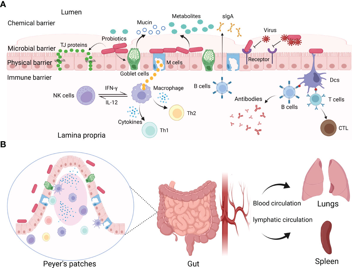 Anti-viral effects