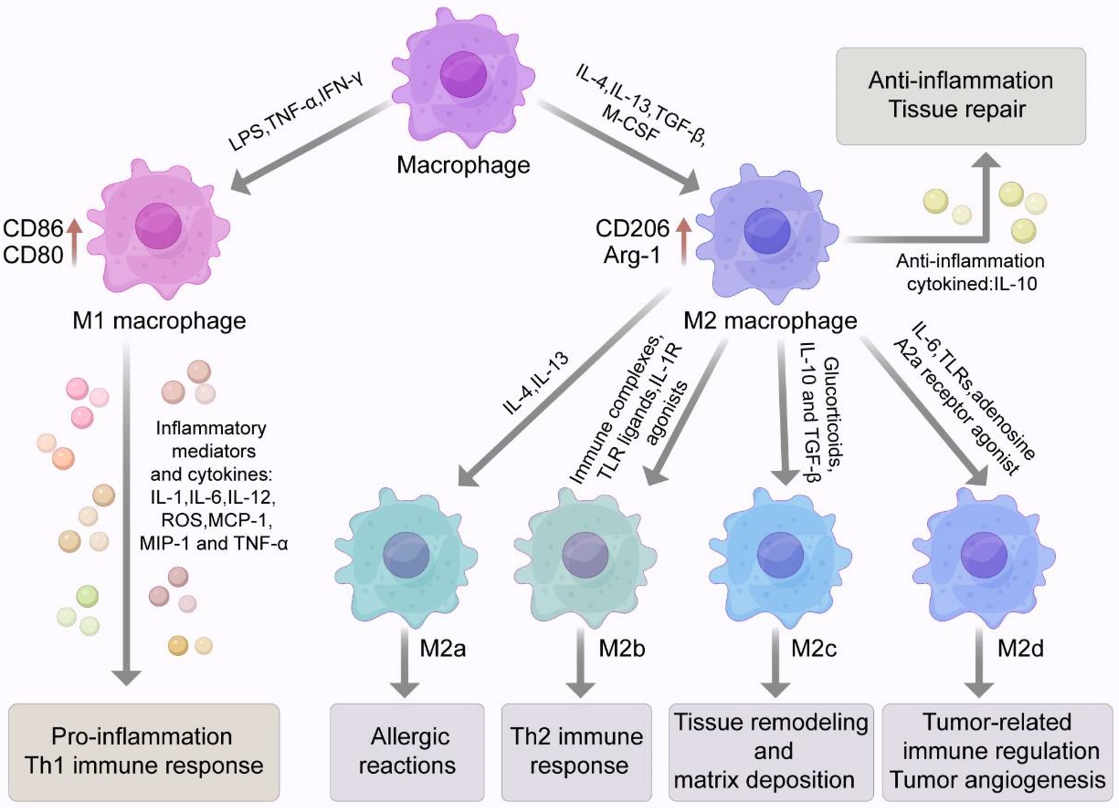 Frontiers  Advances in the Regulation of Macrophage Polarization