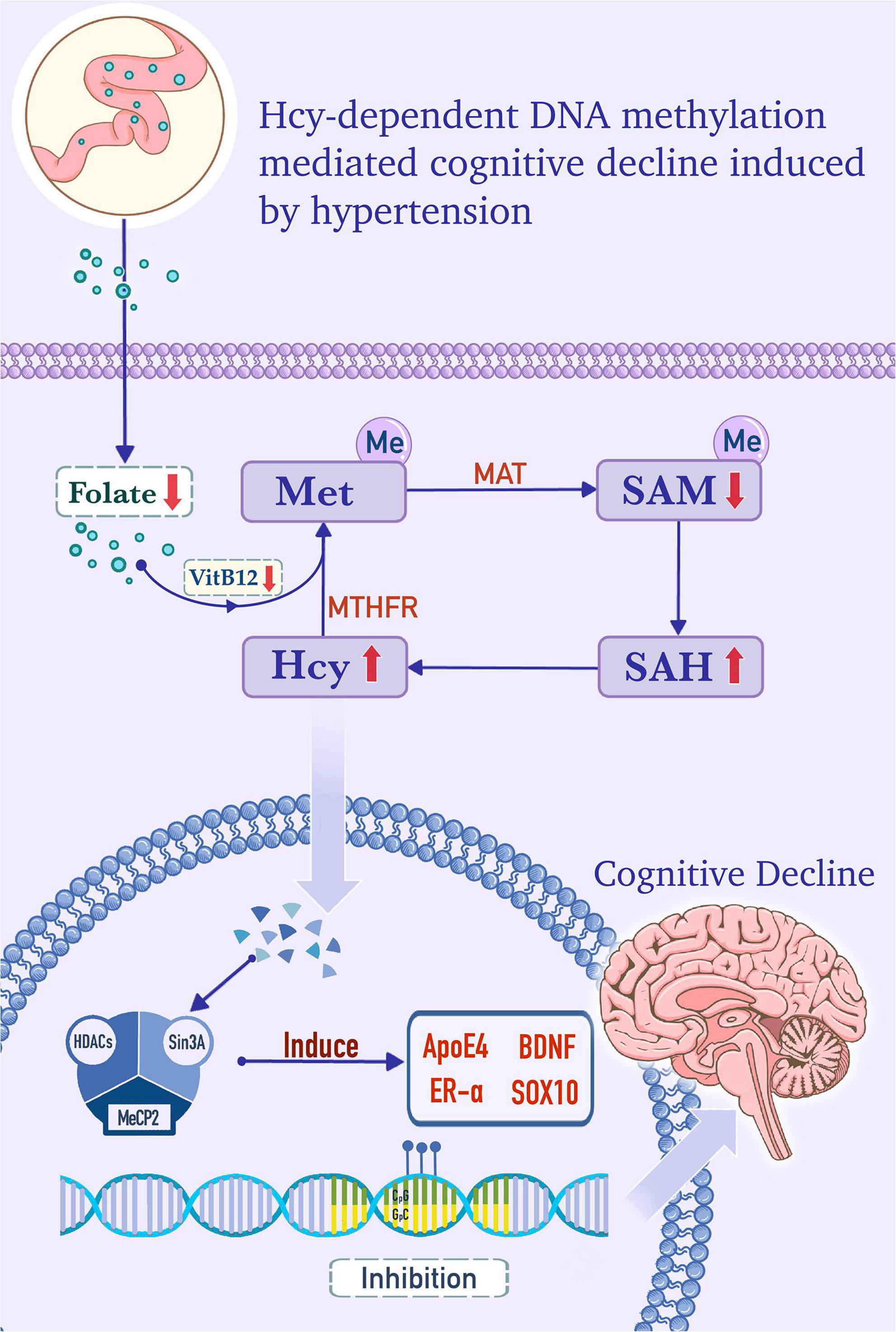 PDF) Clinical, phenotypic and genetic landscape of case reports with  genetically proven inherited disorders of vitamin B12 metabolism: A  meta-analysis