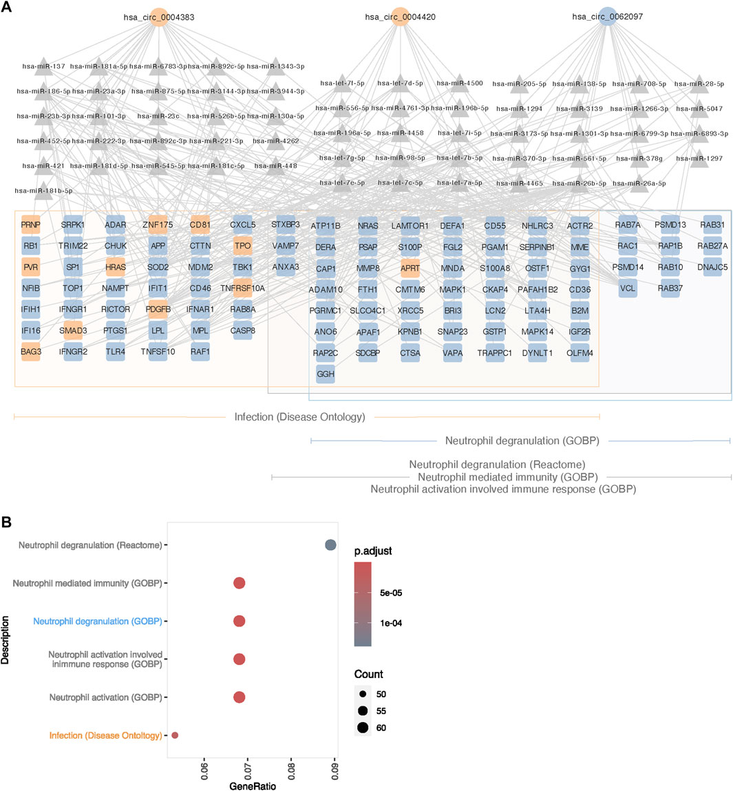 Frontiers | Sex chromosome aneuploidies give rise to changes in the  circular RNA profile: A circular transcriptome-wide study of Turner and  Klinefelter syndrome across different tissues