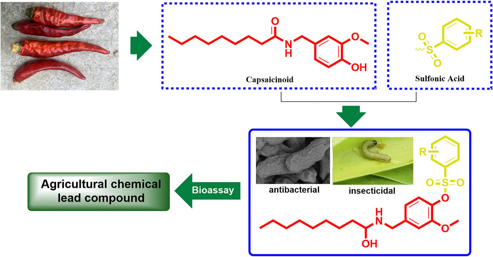 Synthesis, Antibacterial and Insecticidal Activities of Novel Capsaicin Derivatives Containing a Sulfonic Acid Esters Moiety Synthesis, Antibacterial and Insecticidal Activities of Novel Capsaicin Derivatives Containing a Sulfonic Acid Esters Moiety