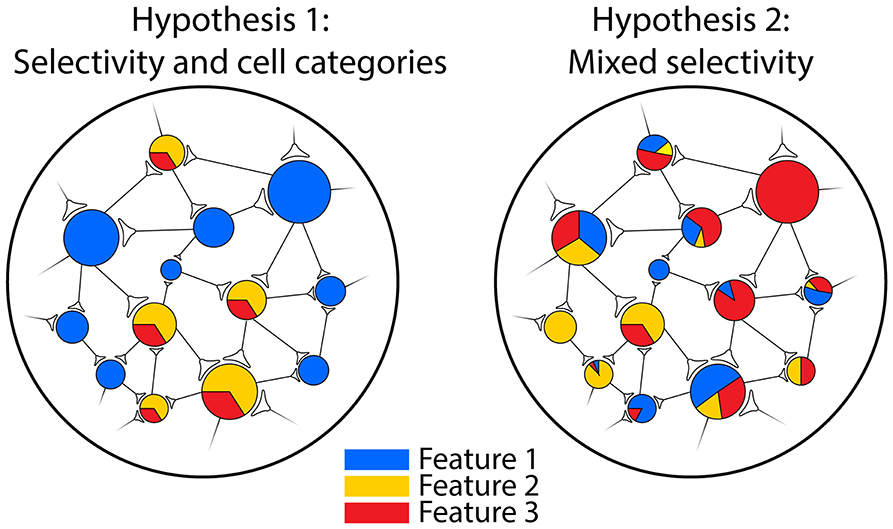 Frontiers  New insights on single-neuron selectivity in the era