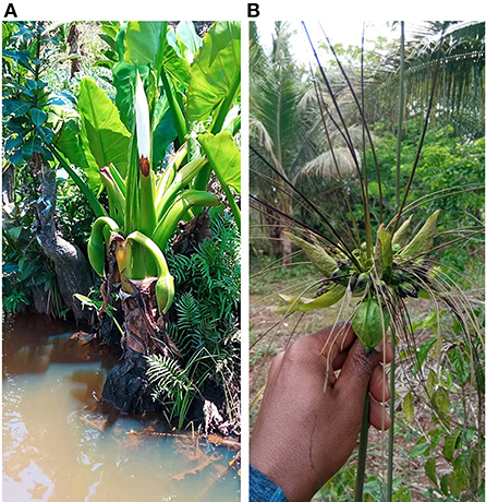 File:Ravenala madagascariensis 1.jpg - Wikimedia Commons