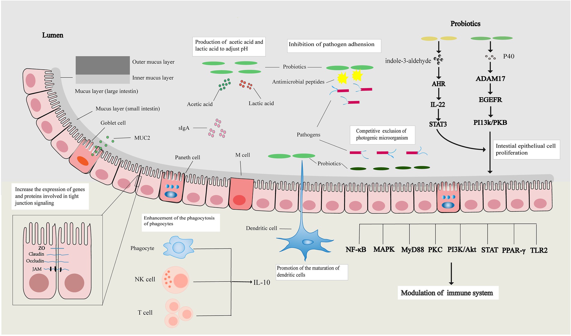 Frontiers | How do intestinal probiotics restore the intestinal barrier?