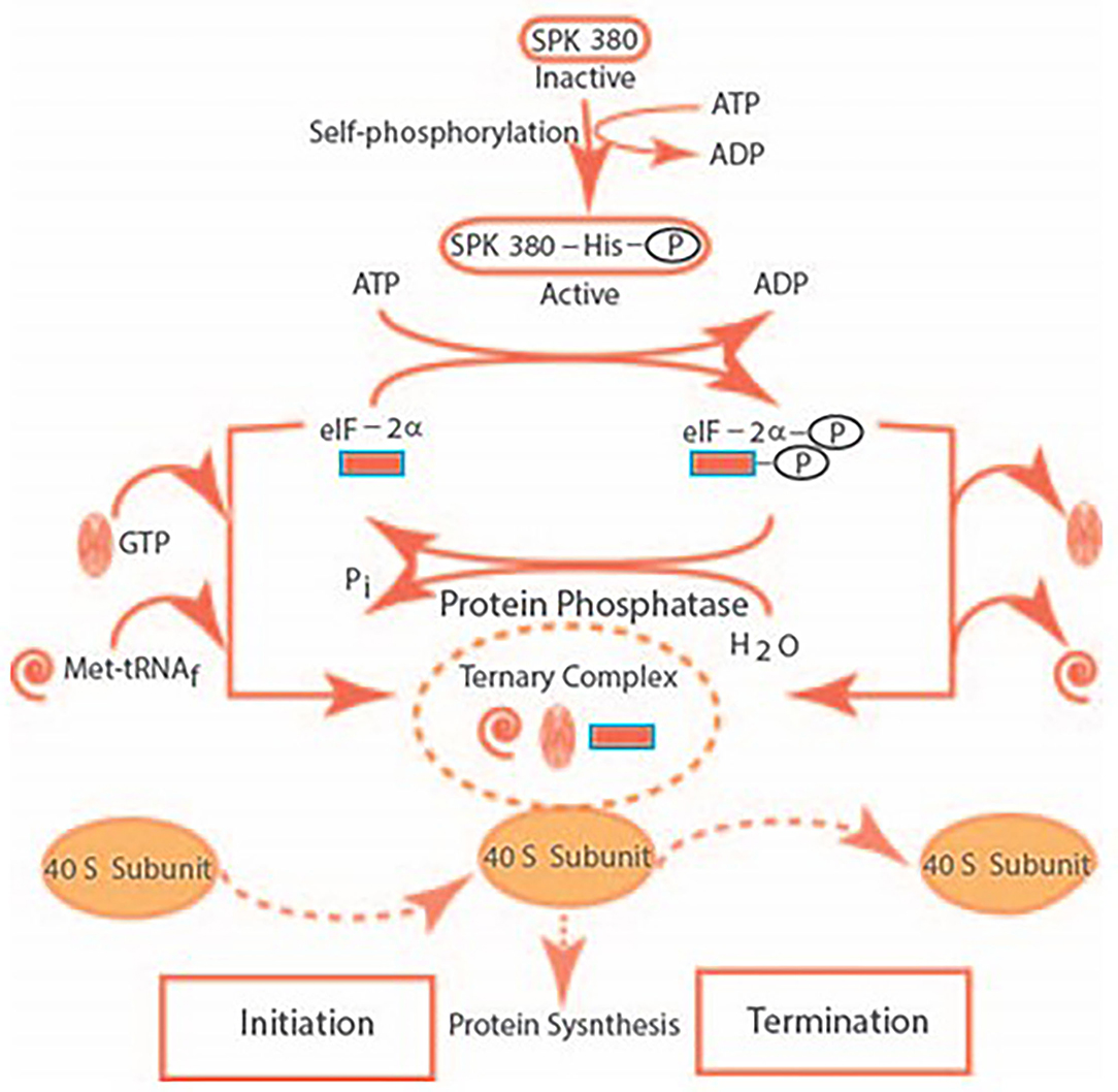 Frontiers  Multilimbed membrane guanylate cyclase signaling