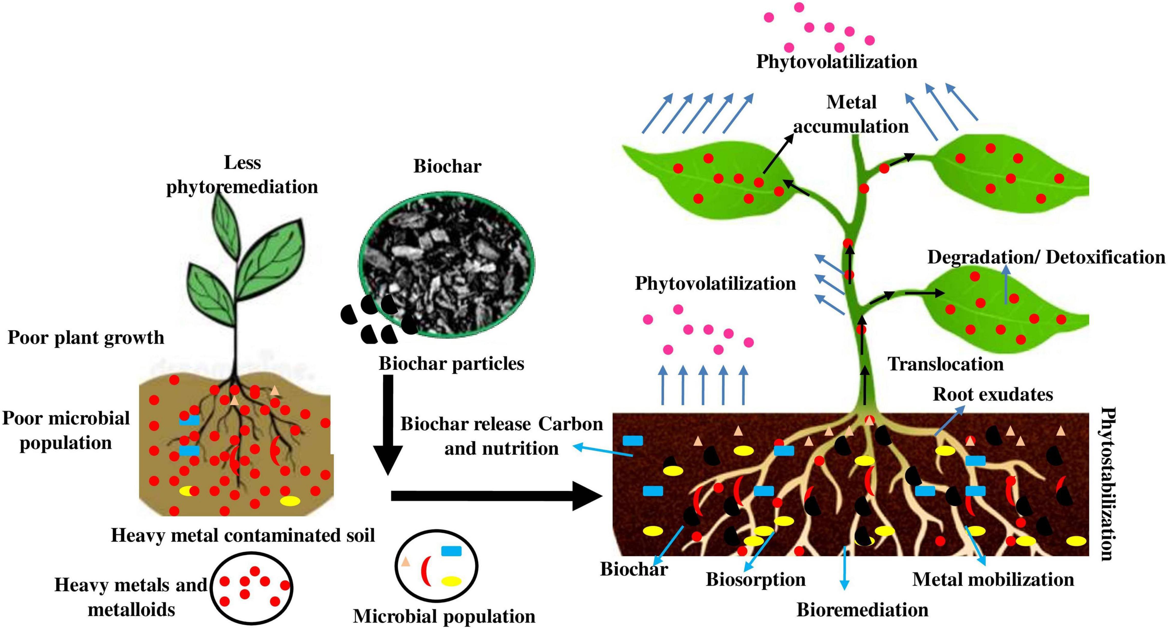 research article on bioremediation