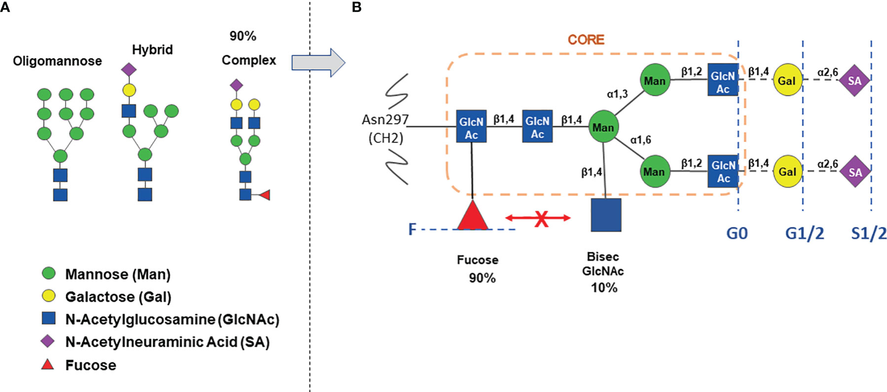 PDF) Cross-species higher sensitivities of FcγRIIIA/FcγRIV to afucosylated  IgG for enhanced ADCC