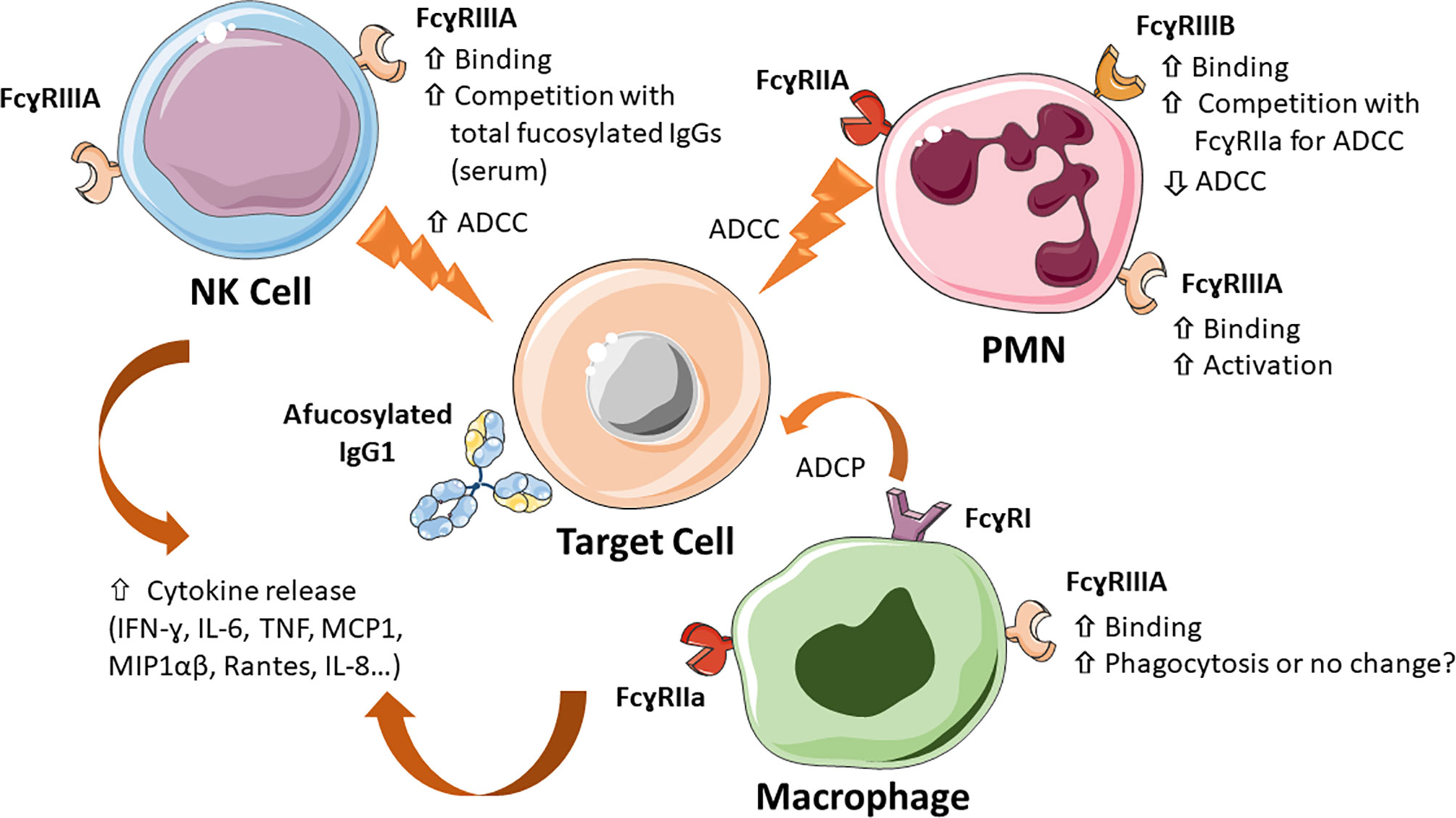 PDF) Cross-species higher sensitivities of FcγRIIIA/FcγRIV to afucosylated  IgG for enhanced ADCC