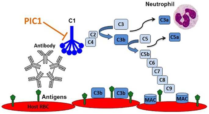 Frontiers | Peptide Inhibitor of Complement C1, a Novel ... lupus diagram 