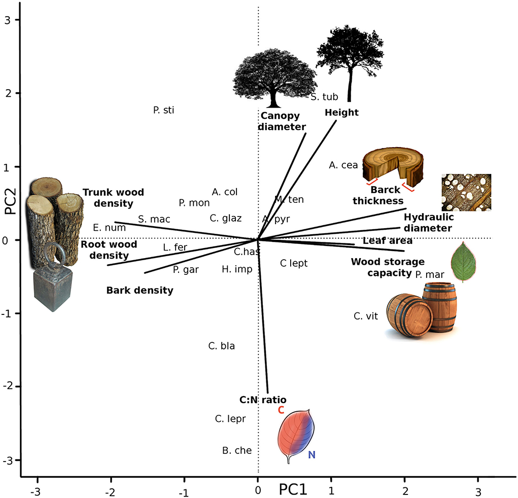 Plant functional traits and types: Their relevance for a better