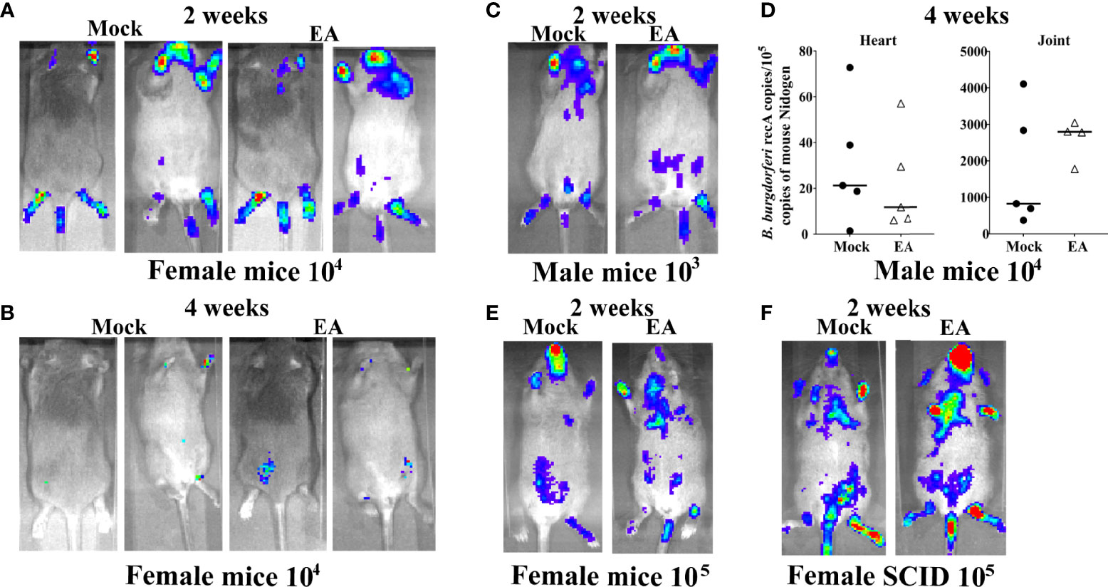 Frontiers  Sciatic–Vagal Nerve Stimulation by Electroacupuncture  Alleviates Inflammatory Arthritis in Lyme Disease-Susceptible C3H Mice