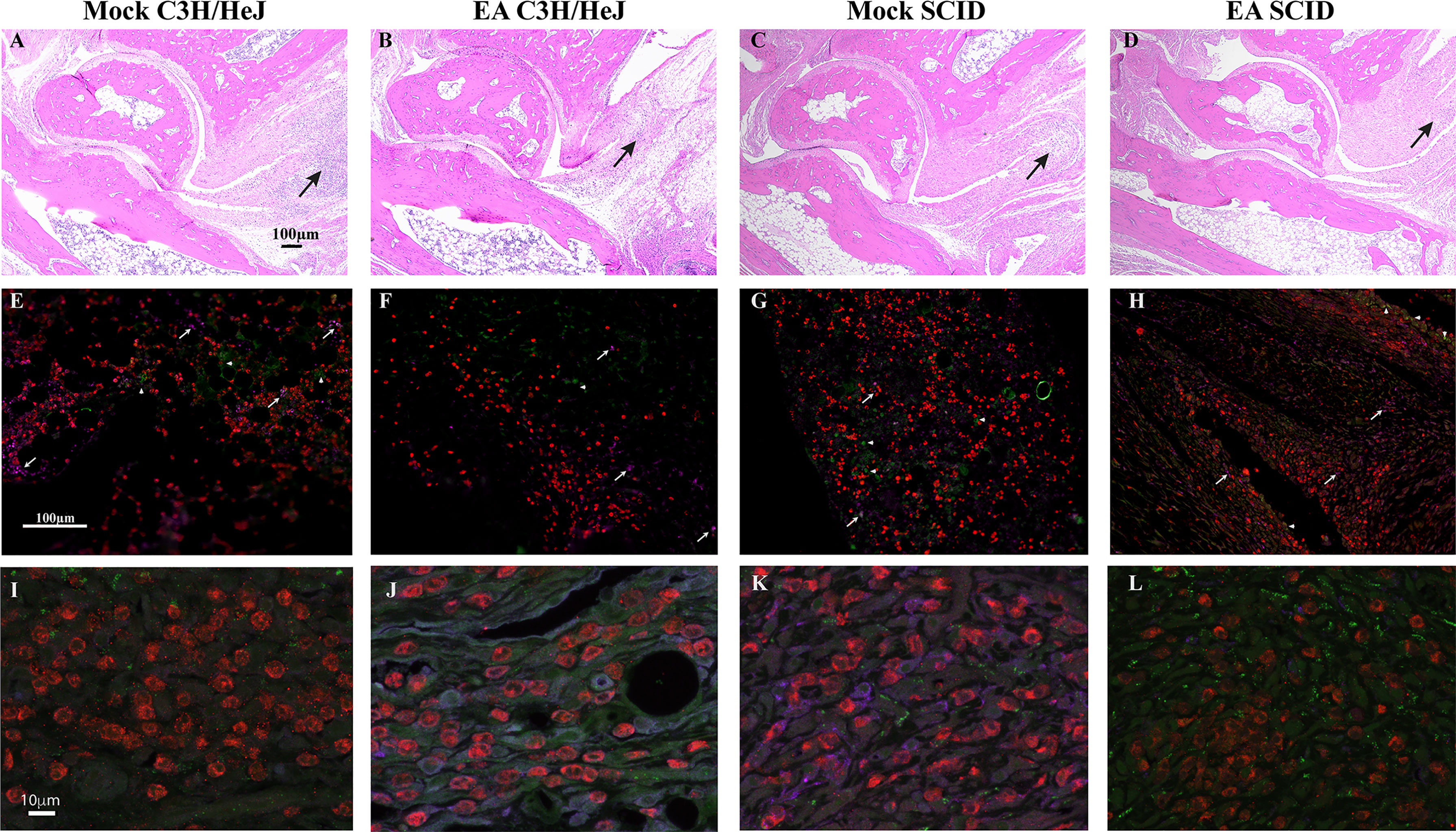 Frontiers  Sciatic–Vagal Nerve Stimulation by Electroacupuncture  Alleviates Inflammatory Arthritis in Lyme Disease-Susceptible C3H Mice