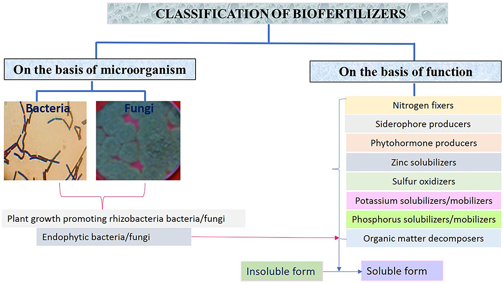 Rotten Fruit May Be Due to Microbe Warfare, Science