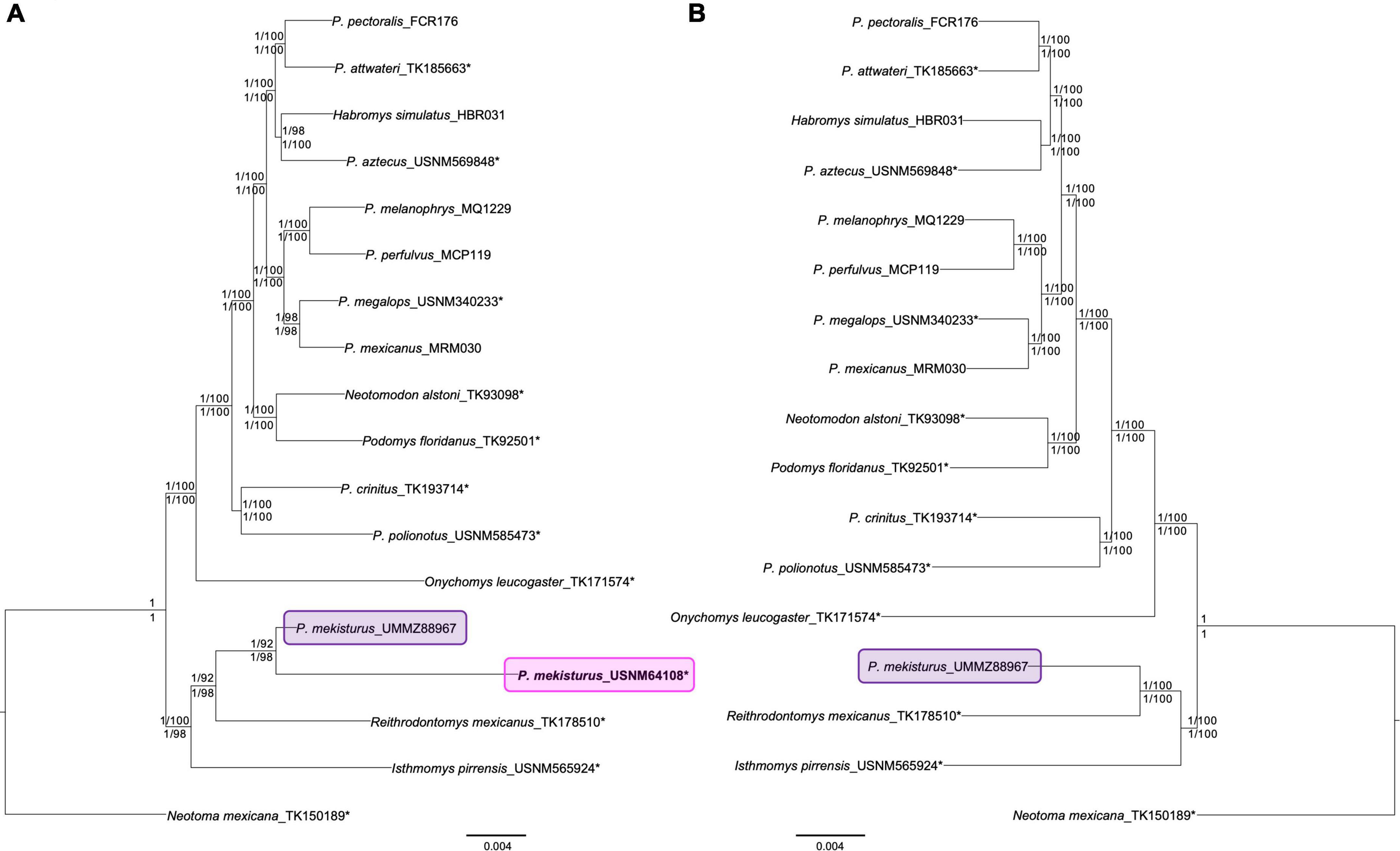 Mitogenomics of historical type specimens of Australasian turtles:  clarification of taxonomic confusion and old mitochondrial introgression