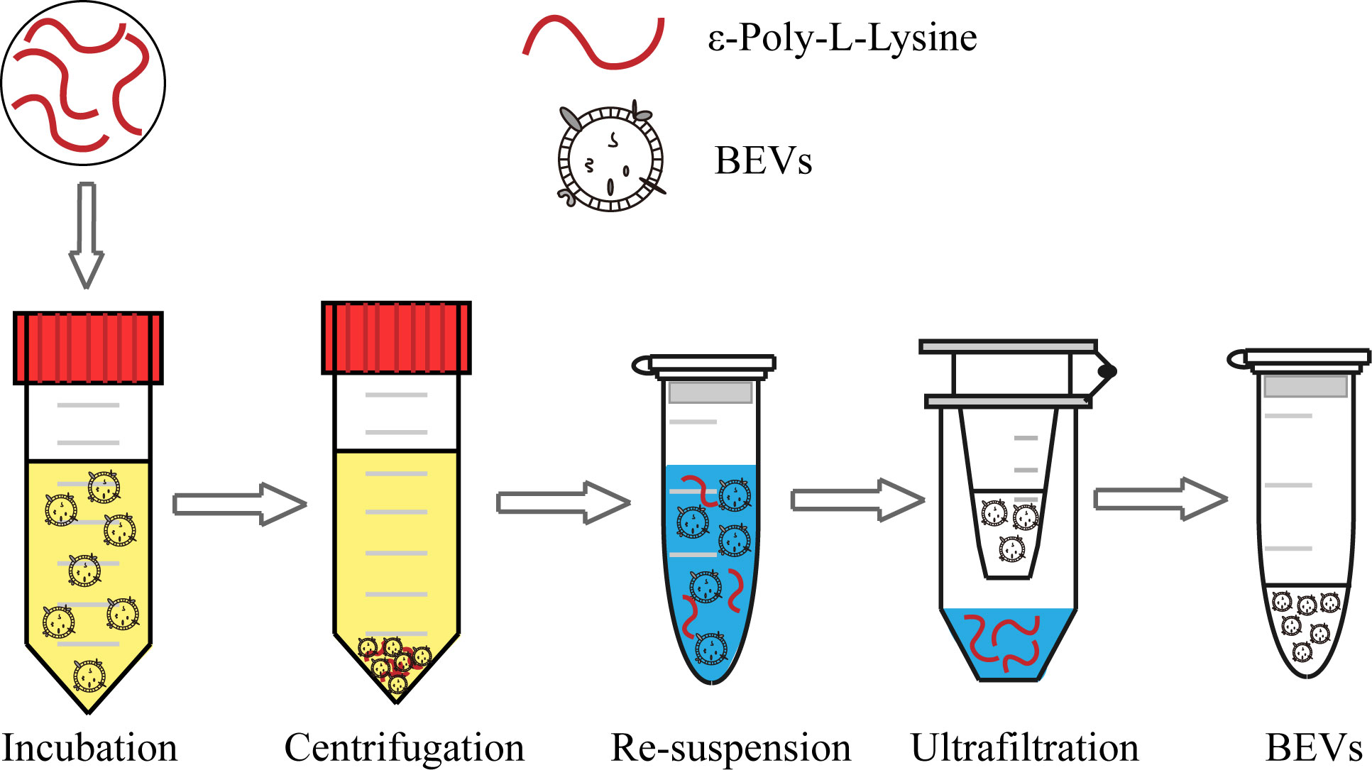 Comprehensive isolation of extracellular vesicles and