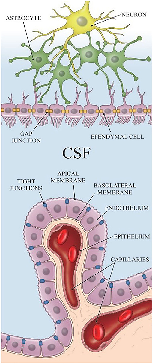 Frontiers | Cerebrospinal fluid dynamics along the optic nerve